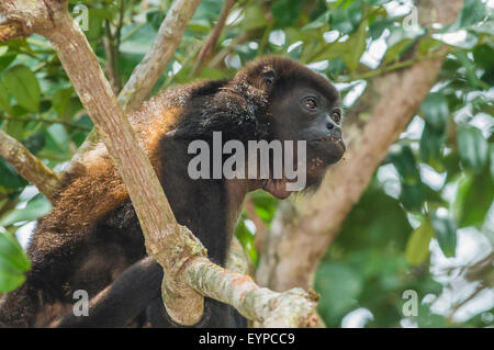 Un Mantled scimmia urlatrice durante una sessione di alimentazione Foto Stock
