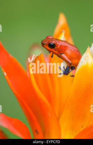 Una Fragola Dart frog seduta su un fiore Foto Stock