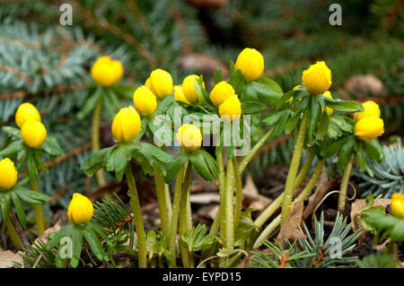 Winterling, Eranthis hyemalis,, Foto Stock