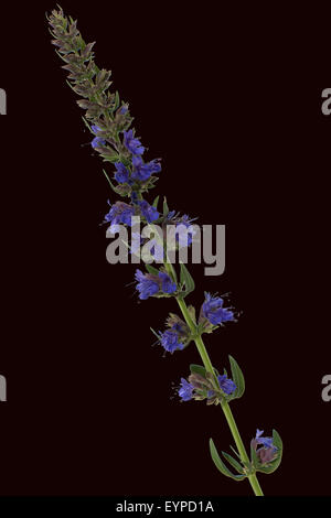 Ysop;; Hyssopus officinalis; Foto Stock