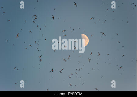 Un grande gregge di rondini sotto un chiaro di luna Foto Stock