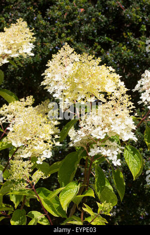 Bianco crema fiori sterili della successiva fioritura estiva Hydrangea paniculata 'fantasma' Foto Stock