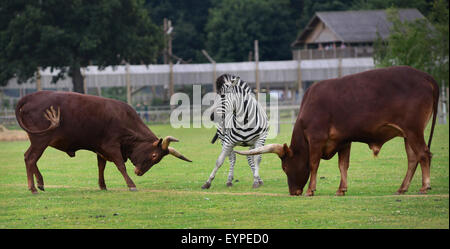 Bovini e zebra a Yorkshire Wildlife Park, Doncaster, South Yorkshire, Regno Unito. Immagine: Scott Bairstow/Alamy Foto Stock