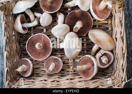 Agaricus campestris - campo di funghi o fungo di prato. Trug in vimini di fresco con campioni raccolti. Foto Stock