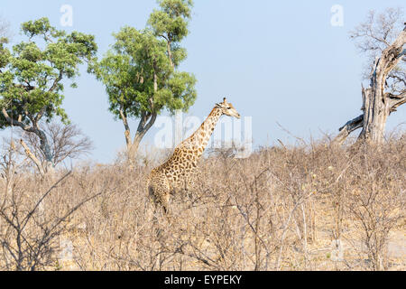 Sud o Sud Africani, giraffa camelopardalis Giraffa, nella macchia in Okavango Delta, nel nord del Botswana, Africa Foto Stock
