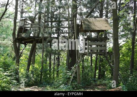 Un vecchio albero abbandonato casa nel bosco. Foto Stock