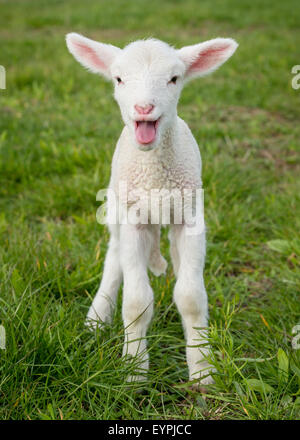Un giovane agnello bianco in un campo di erba Foto Stock
