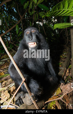 Un Celebes nero macaco crestato da nord Sulawesi mostra i suoi denti per manifestare che è scomodo Foto Stock