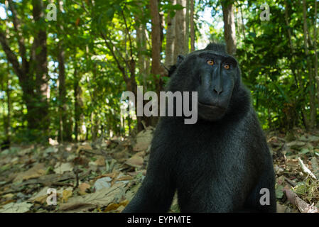 Un singolo nero macaco crestato noto anche come di celebes macaco nero si rilassa sul terreno nella foresta tropicale Foto Stock