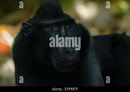 Un singolo nero macaco crestato noto anche come di celebes macaco nero si rilassa sul terreno nella foresta tropicale Foto Stock