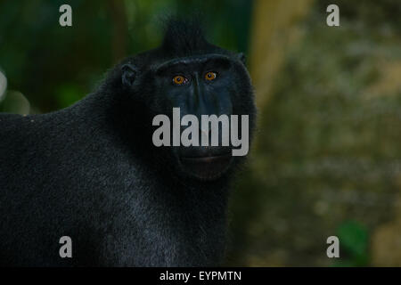 Un singolo nero macaco crestato noto anche come di celebes macaco nero si rilassa sul terreno nella foresta tropicale Foto Stock