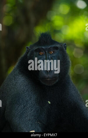 Un singolo nero macaco crestato noto anche come di celebes macaco nero si rilassa sul terreno nella foresta tropicale Foto Stock