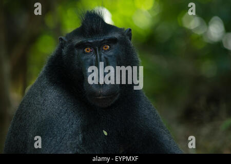 Un singolo nero macaco crestato noto anche come di celebes macaco nero si rilassa sul terreno nella foresta tropicale Foto Stock