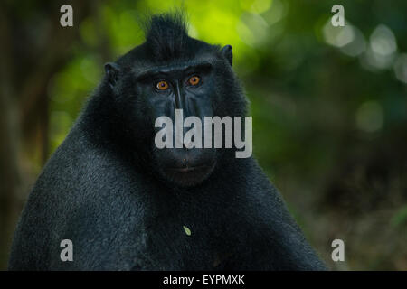 Un singolo nero macaco crestato noto anche come di celebes macaco nero si rilassa sul terreno nella foresta tropicale Foto Stock