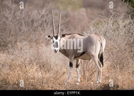 Beisa Oryx (Oryx beisa), inondato National Park, Etiopia Foto Stock