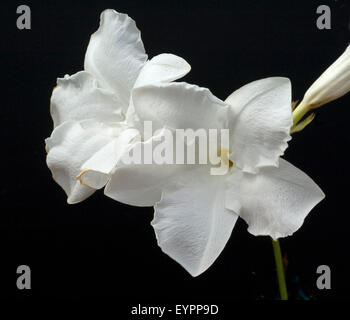 Chilenischer Jasmin, Mandevilla laxa Foto Stock