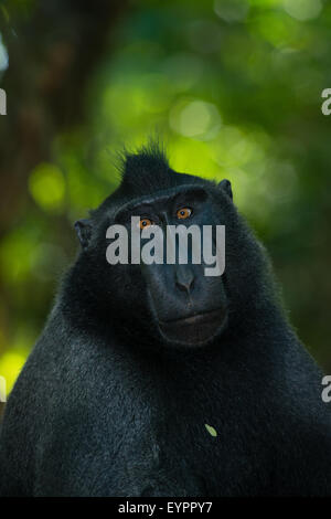 Un singolo nero macaco crestato noto anche come di celebes macaco nero si rilassa sul terreno nella foresta tropicale Foto Stock