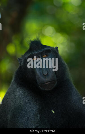 Un singolo nero macaco crestato noto anche come di celebes macaco nero si rilassa sul terreno nella foresta tropicale Foto Stock