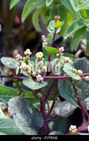 Malabarspinat; Spinaci del Malabar; Basella alba var. rubra Foto Stock