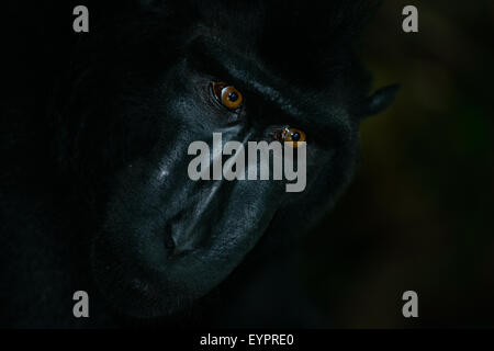 Un singolo nero macaco crestato noto anche come di celebes macaco nero si rilassa sul terreno nella foresta tropicale Foto Stock