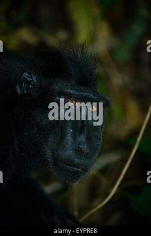 Un singolo nero macaco crestato noto anche come di celebes macaco nero si rilassa sul terreno nella foresta tropicale Foto Stock