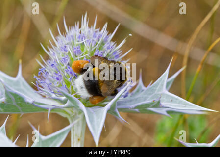 White-tailed bumblebee sul mare Mediterraneo holly o Bourgati's eryngo (Eryngium bourgatii), un cardo blu Foto Stock