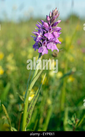 Leopard Marsh - orchidea Dactylorhiza Praetermissa var. junialis Foto Stock