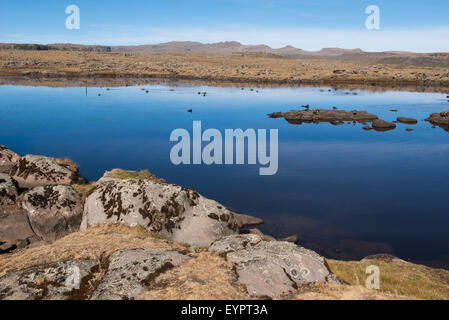 Afro-lande alpine, Sanetti Plateau, Bale Mountains National Park, Etiopia Foto Stock