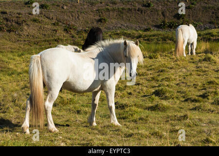 Cavallo singolo sul prato in Islanda Foto Stock