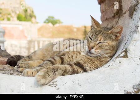 Giovani cute cat dormire in una forma arrotondata di apertura della finestra Foto Stock