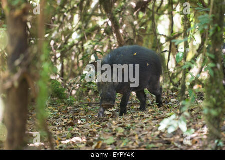 Foresta gigante hog (Hylochoerus meinertzhageni), foresta di Harenna, Bale Mountains National Park, Etiopia Foto Stock