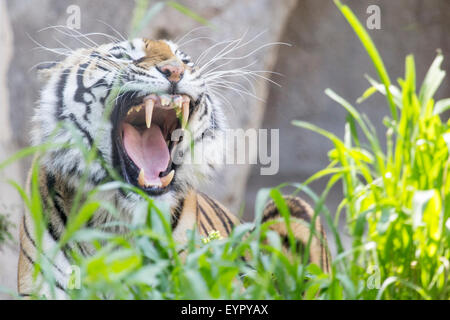 Una tigre, Panthera tigri, è a sbadigliare e a mostrare i denti con la bocca aperta Foto Stock