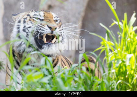 Una tigre, Panthera tigri, sta mostrando i denti con la bocca chiusa Foto Stock