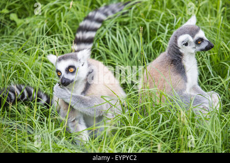 Un gruppo di anello-tailed lemuri, lemuri catta, alimentazione sono a terra tra l'erba Foto Stock