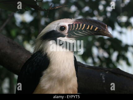 Maschio tarictic Visayan hornbill (dal caso Penelopides panini) nativo al filippino Isole Visayan Foto Stock