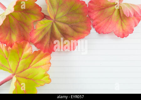 Foglie colorate su un notebook con copyspace. Nota romantica sullo sfondo Foto Stock