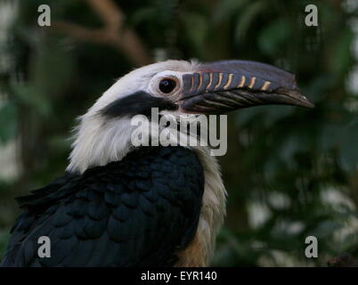 Maschio tarictic Visayan hornbill (dal caso Penelopides panini) nativo al filippino Isole Visayan Foto Stock