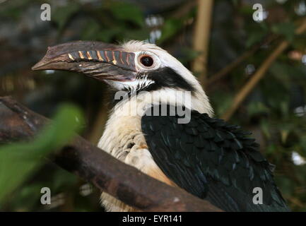 Maschio tarictic Visayan hornbill (dal caso Penelopides panini) nativo al filippino Isole Visayan Foto Stock