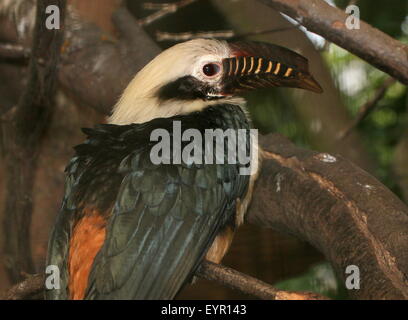 Maschio tarictic Visayan hornbill (dal caso Penelopides panini) nativo al filippino Isole Visayan Foto Stock