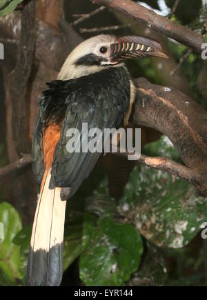 Maschio tarictic Visayan hornbill (dal caso Penelopides panini) nativo al filippino Isole Visayan Foto Stock