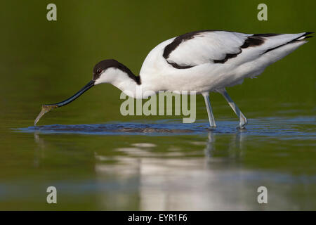 Pied Avocet, adulto, Campania, Italia (Recurvirostra avosetta) Foto Stock