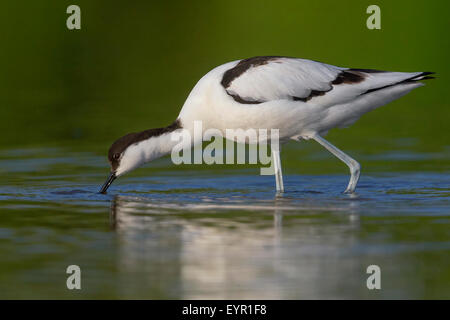 Pied Avocet, adulto, alimentazione, Campania, Italia (Recurvirostra avosetta) Foto Stock