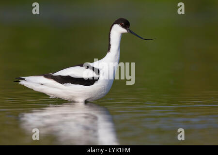 Pied Avocet, adulti in piedi in acqua, Campania, Italia (Recurvirostra avosetta) Foto Stock