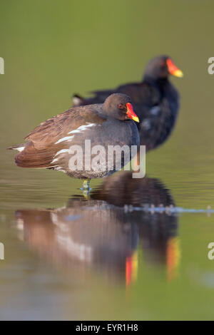 Adulto gallinelle d'acqua, in piedi in acqua, Campania, Italia (Gallinula chloropus) Foto Stock