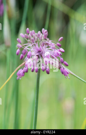 Allium carinatum subsp. pulchellum. Keeled fiore di aglio Foto Stock