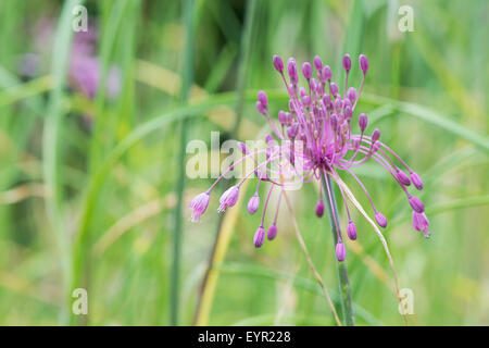 Allium carinatum subsp. pulchellum. Keeled fiore di aglio Foto Stock