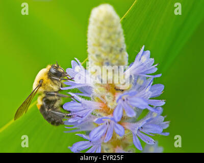 Un'ape mangiare fuori il polline di un fiore. Foto Stock