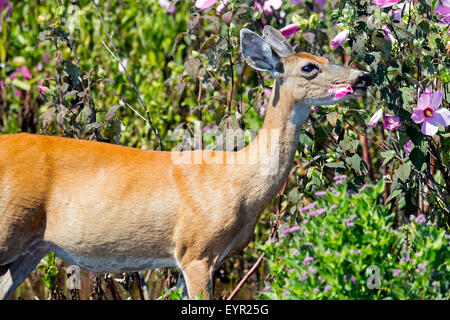 White-Tailed Deer nella palude di mangiare i fiori Foto Stock