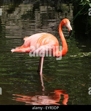Americana o dei Caraibi flamingo (Phoenicopterus ruber) Foto Stock