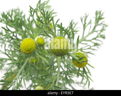 Erbe pineappleweed (Matricaria discoidea) su uno sfondo bianco Foto Stock